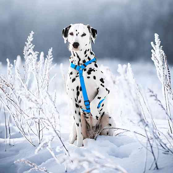 Шлея для собак водостійка анатомічна Н-подібна WAUDOG Waterproof з QR-паспортом, пластикова пряжка-фастекс, L, Ш 25 мм, А 50-85 см, В 60-100 см, блаки Київ