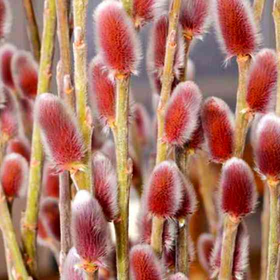 Саджанці верби на штамбі Маунт Асо (привитий) - 2-річний Чернівці