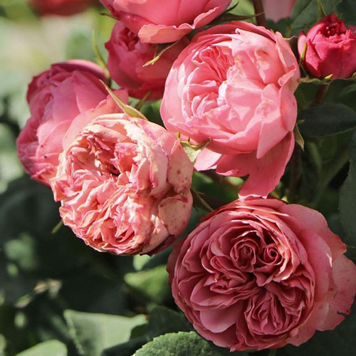 Саджанці троянд Плейфул Рококо (привитий) - 2-річний Чернівці - фото 1