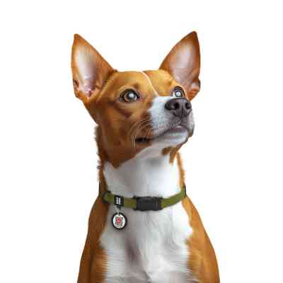 Ошейник для животных WAUDOG Magnet c QR паспортом, магнитная пряжка-фастекс S хаки (279431) Винница