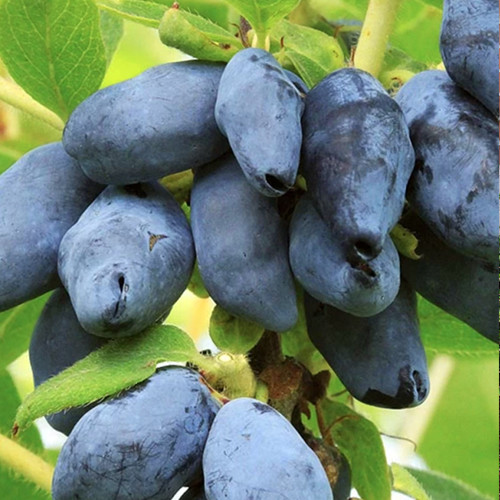 Саджанці жимолості Югана (черенкований) - 3-річний Чернівці - фото 1