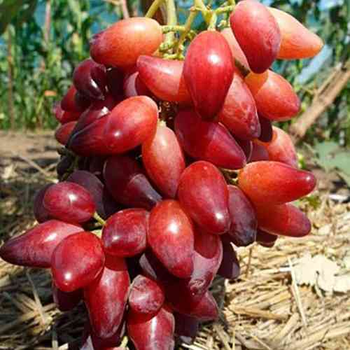 Cаджанці винограду Перцевий Червоний (черенкований) - 2-річний Чернівці