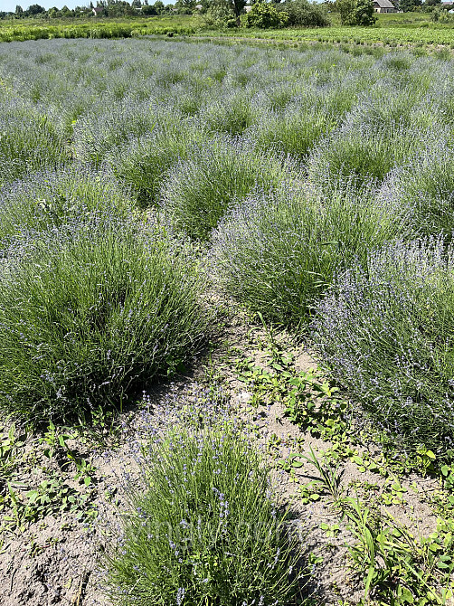 Трехлетние саженцы лаванды английской , сформированные кусты до 40 см Ирпень - изображение 7