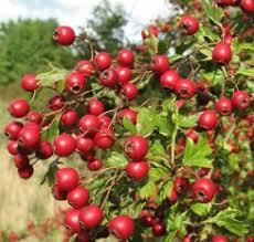 Плоди глоду (Плоды боярышника) 100г master sem Киев - изображение 2