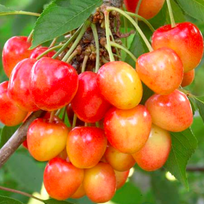 Саджанці черешні Вега (привитий) - 1-річний Чернівці - фото 1