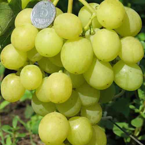 Cаджанці винограду Золота Королева (черенкований) - 2-річний Чернівці