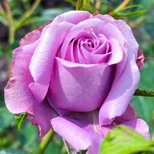 Саженцы чайно-гибридных роз Блю Парфюм (привитый) Черновцы