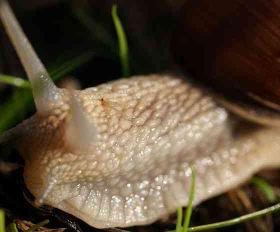 Объектив Minolta AF 50mm f/2.8 Macro Киев