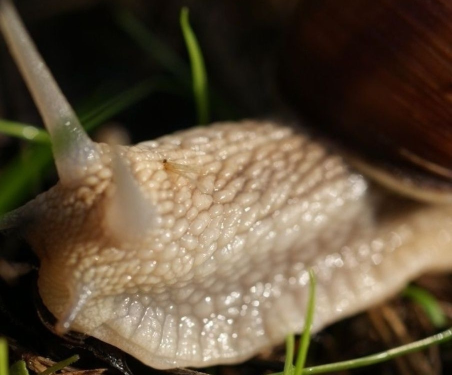 Объектив Minolta AF 50mm f/2.8 Macro Киев - изображение 2