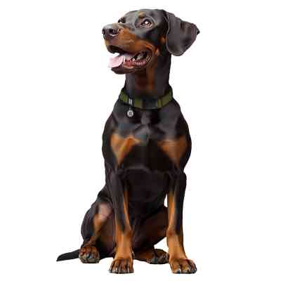 Ошейник для животных WAUDOG Magnet c QR паспортом, магнитная пряжка-фастекс M хаки (279531) Винница