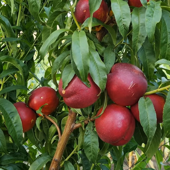 Саженцы нектарина Геа (привитый) - 2-летний Черновцы - изображение 1