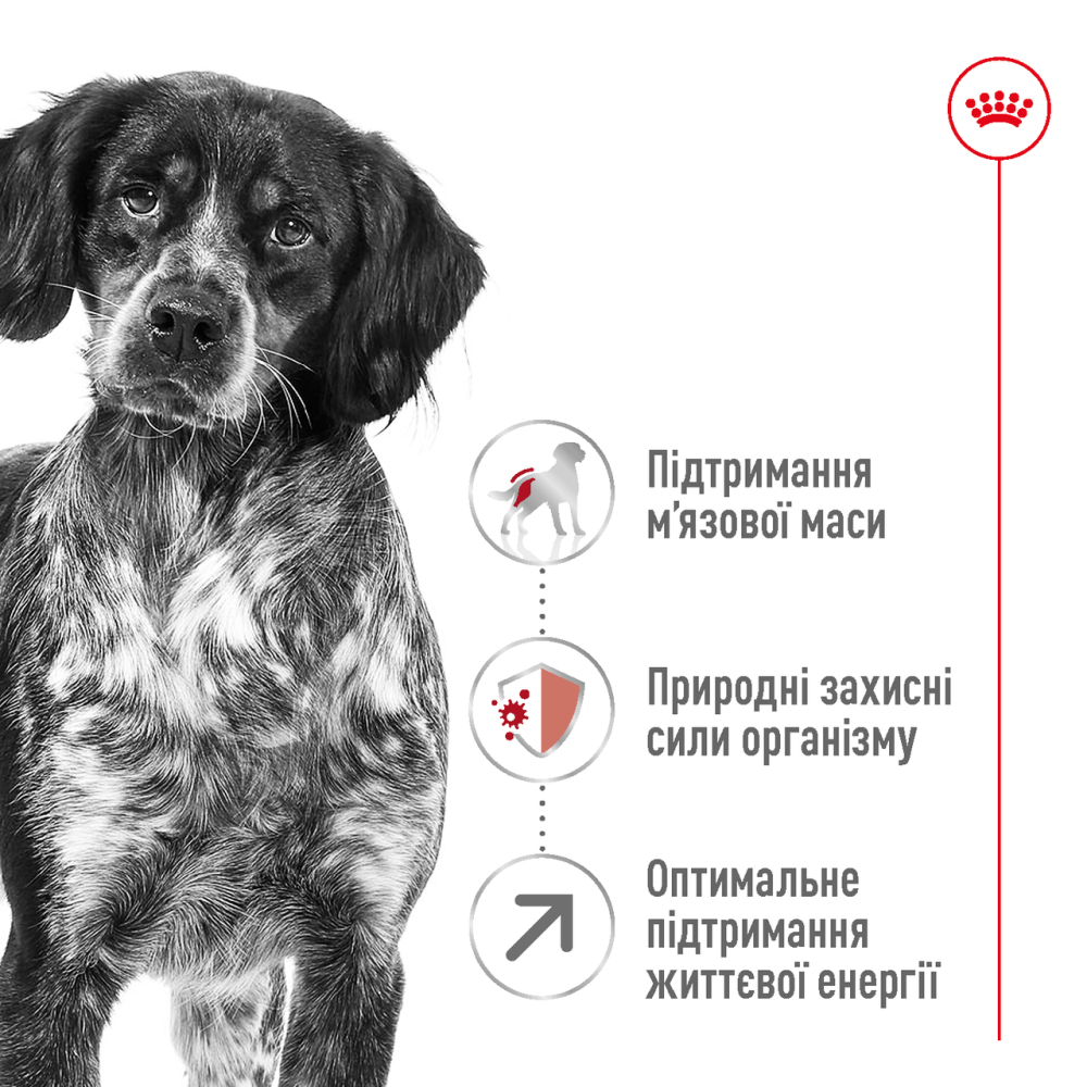 Корм для дорослих собак середніх порід віком ROYAL CANIN MEDIUM ADULT 7+(від 7 років) 15 кг Киев - изображение 2