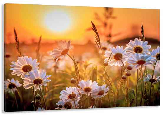 Картина холст в гостиную / спальню   Поле Ромашок    MLP_147 50x100 см Киев