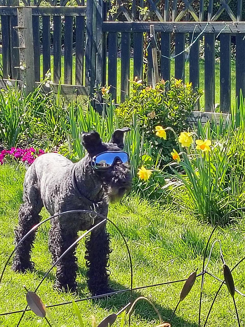 Захисні окуляри для собак з УФ-захистом, регульовані, вітрозахисні, водонепроникні, проти запотівання, для великих порід Київ - фото 10