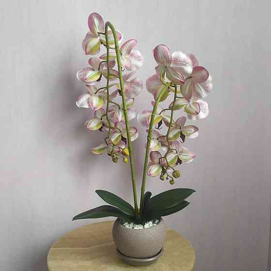 Штучна латексна орхідея VIP у пудровому керамічному кашпо на дві гілки бордовий градієнт Дніпро