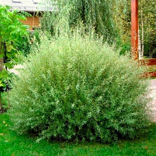 Саджанці декоративної верби Карликова (черенкований) - 2-річний Чернівці - фото 1