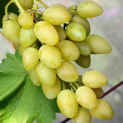 Саженцы винограда Дубовский Мускат (черенкованный) - 2-летний Черновцы