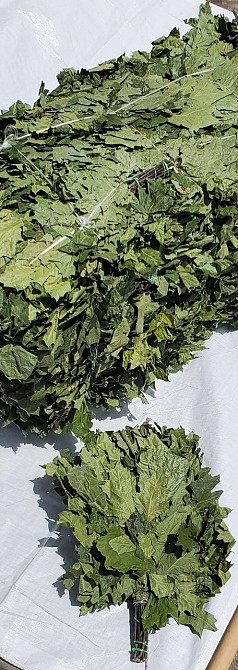 Веник для бани из канадского дуба Одесса - изображение 2