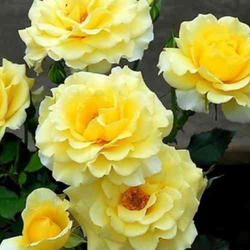 Саджанці троянд Казино (привитий) - 2-річний Чернівці