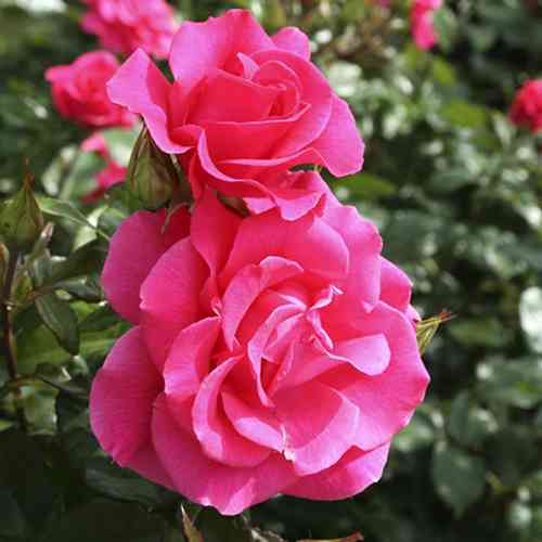 Саджанці троянд Романс (привитий) - 2-річний Чернівці