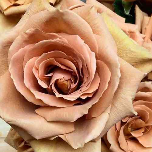 Саженцы роз Тоффи (привитый) - 2-летний Черновцы