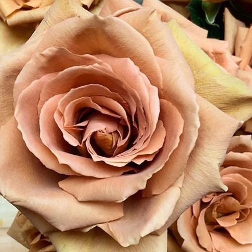 Саженцы роз Тоффи (привитый) - 2-летний Черновцы - изображение 1