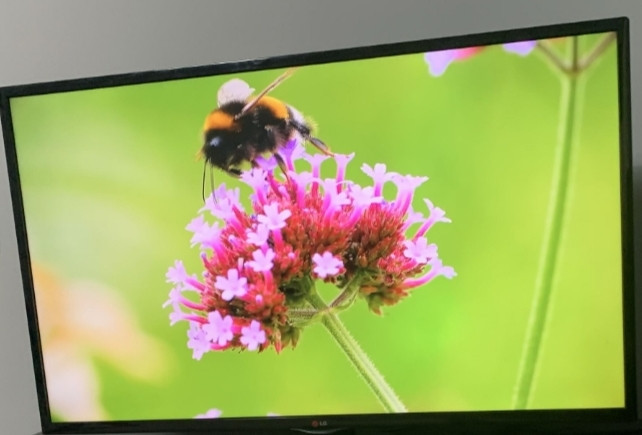 Телевизор LG 50