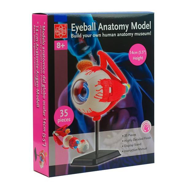 Модель очного яблука Edu-Toys збірна 14 см (SK007) Харків - фото 11