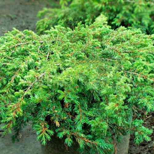 Саженцы можжевельника Репанда (черенкованный) - 3-летний Черновцы