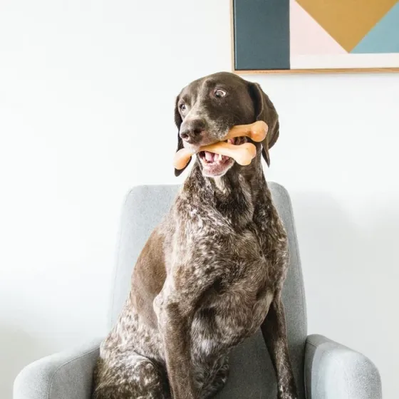 Жувальна іграшка для собак Бенебон Benebone Wishbone Chicken іграшка зі смаком курки для собак до 27 кг (розмір M) Вінниця