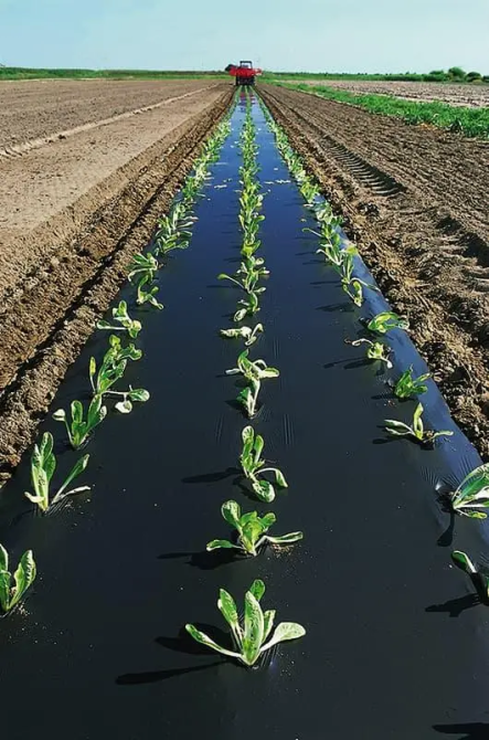 Пленка 30 мкм 1.20м*1000м чёрная перфорированная для  мульчирования 3 отверстия Днепр - изображение 12
