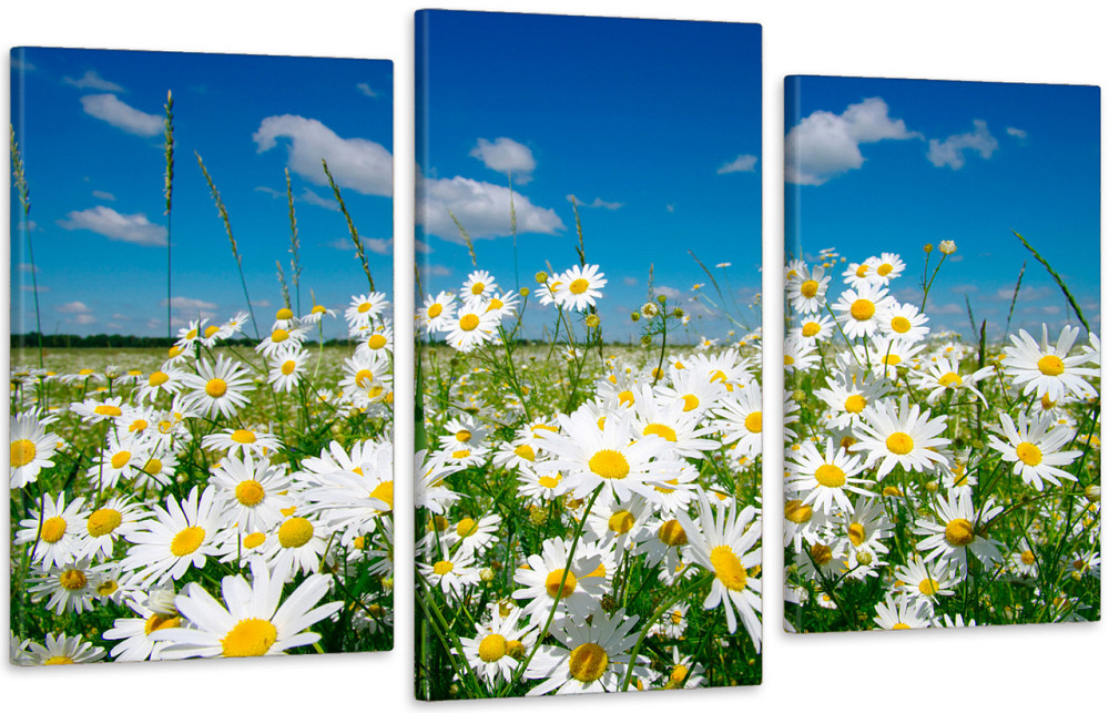 Модульная картина в гостиную / спальню Ромашкове поле  Art-526_3 Киев - изображение 1