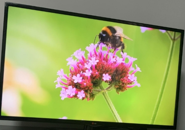 Телевизор LG 50