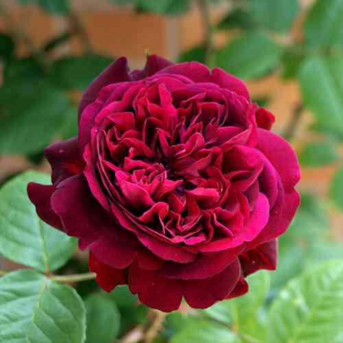 Саджанці троянд Вільям Шекспір (привитий) - 2-річний Чернівці