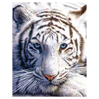 Мини-постер Белый тигр 61 x 91,5 cм Ровно