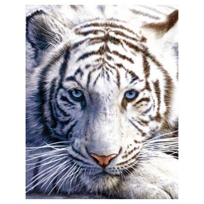 Мини-постер Белый тигр 61 x 91,5 cм Ровно - изображение 1