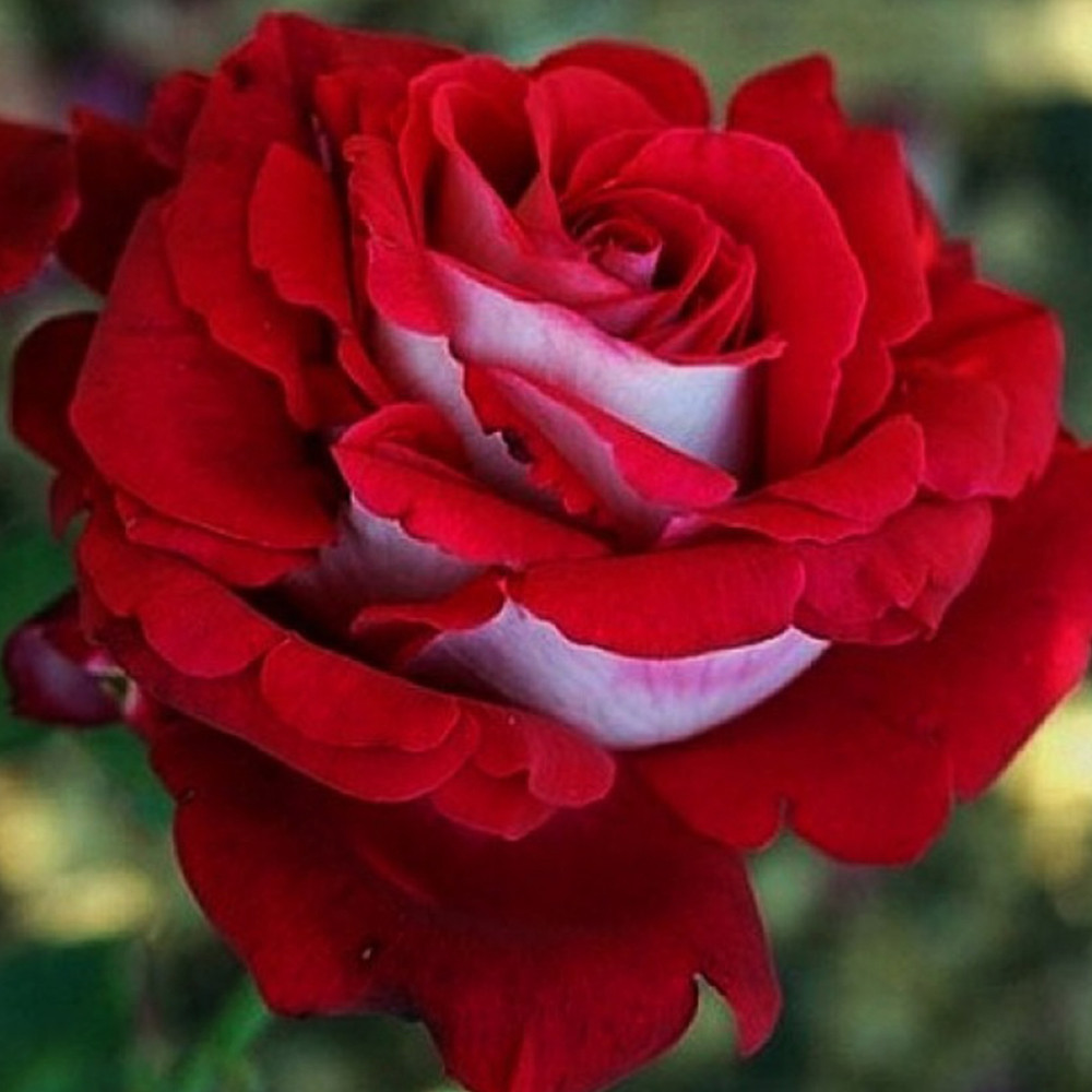 Саженцы чайно-гибридных роз Люксор (привитый) Черновцы - изображение 2