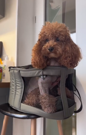 Сумка-переноска для котів і собак Happy Peppy (Хеппі Пеппі) Luna Bag Овал Запоріжжя