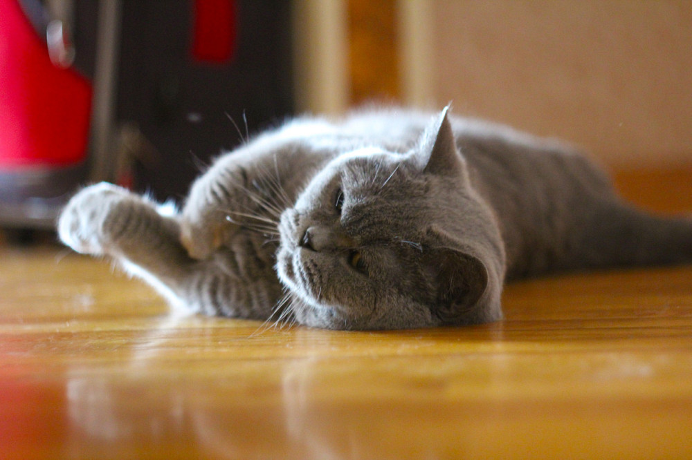 Объектив Canon EF-S 18-135mm f/3.5-5.6 IS STM светосильный портретный Б\У Идеальное состояние! Киев - изображение 6