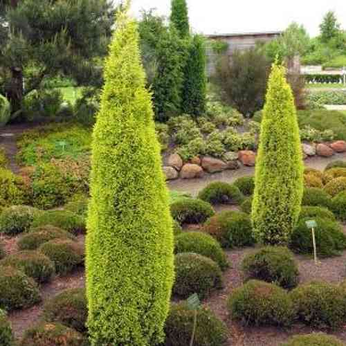 Саджанці ялівцю Золотий Конус (черенкований) - 3-річний Чернівці