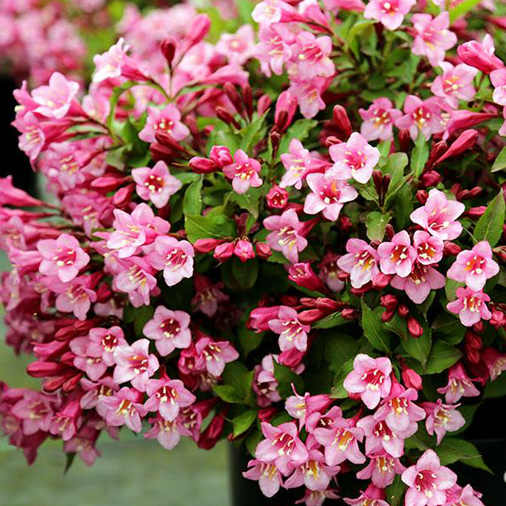 Саженцы вейгелы Цветущая Розовая (черенкованный) Черновцы - изображение 1