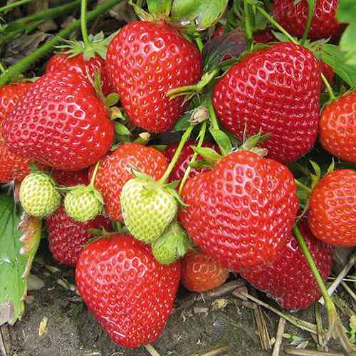 Саджанці полуниці Ельсанта (10 штук) - 1-річний Чернівці