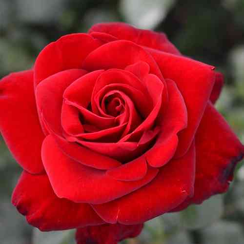 Саджанці троянд Марлен (привитий) - 2-річний Чернівці