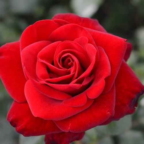 Саджанці троянд Марлен (привитий) - 2-річний Чернівці - фото 1