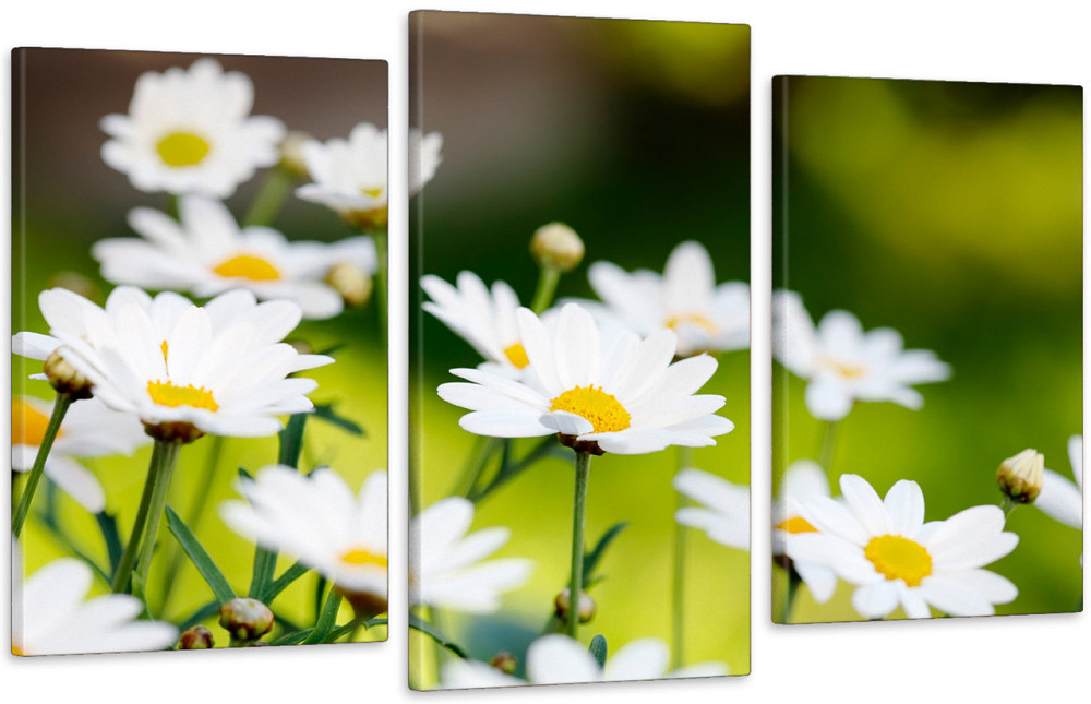 Модульная картина в гостиную / спальню  Ромашки Art-537_3 100x150 см Киев - изображение 1
