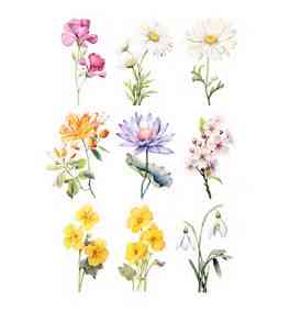 Термонаклейка на одяг жіночі Квіти Київ