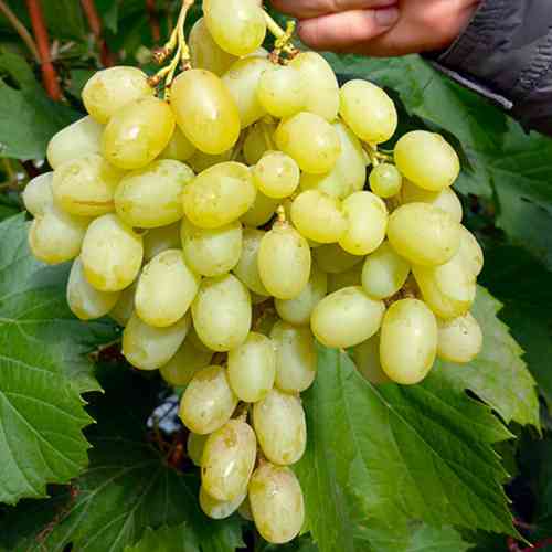 Cаджанці винограду Ландиш (черенкований) - 1-річний Чернівці