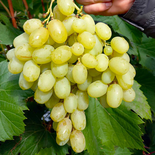 Саженцы винограда Ландыш (черенкованный) - 1-летний Черновцы - изображение 1