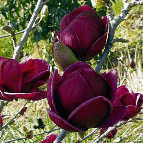 Саженцы магнолии Блэк Тюльпан (черенкованный) - 2-летний Черновцы - изображение 1