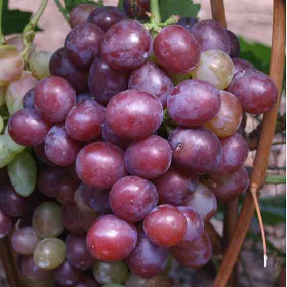 Саженцы винограда Сенатор (черенкованный) - 1-летний Черновцы